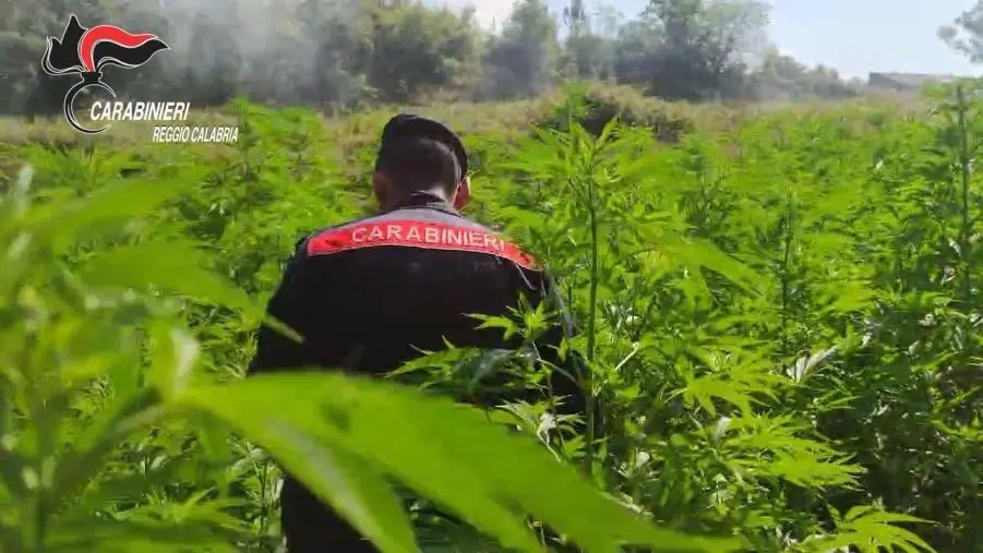 Trovate nel Reggino 4 piantagioni di marijuana: evitata la produzione di 500 mila dosi