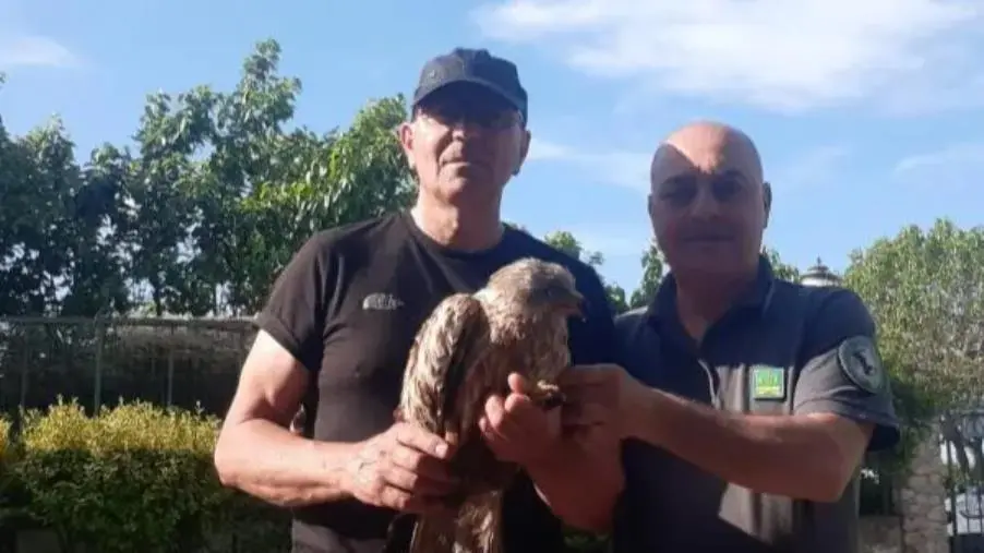 Catanzaro, recuperato un Nibbio reale in difficoltà nel quartiere Giovino  