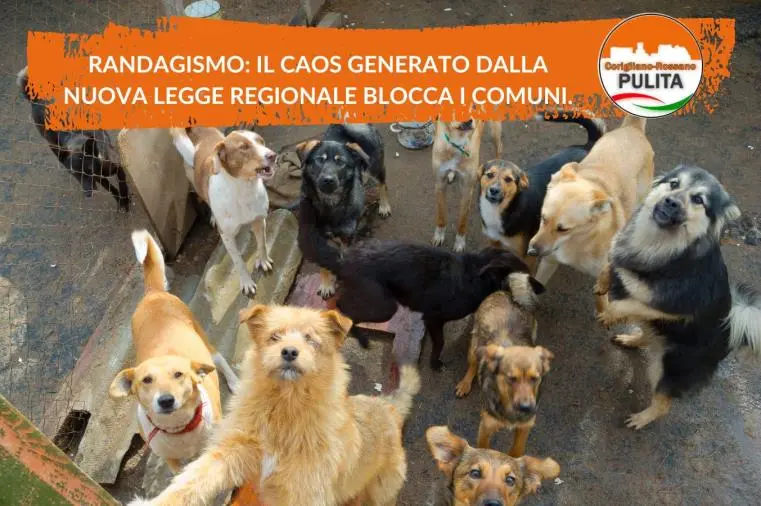 images Randagismo, per "CoriglianoRossano Pulita" il "caos generato dalla nuova legge regionale blocca i Comuni"