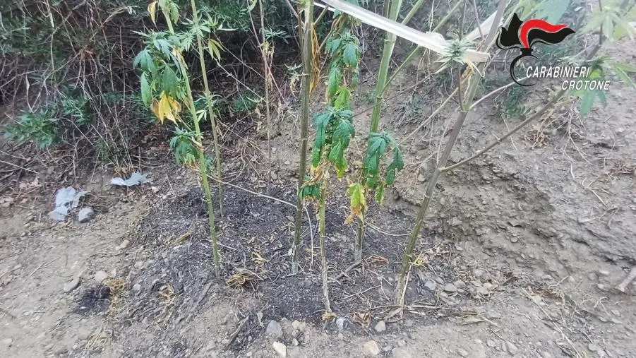 Droga in casa e su un terreno: 57enne arrestato nel Crotonese