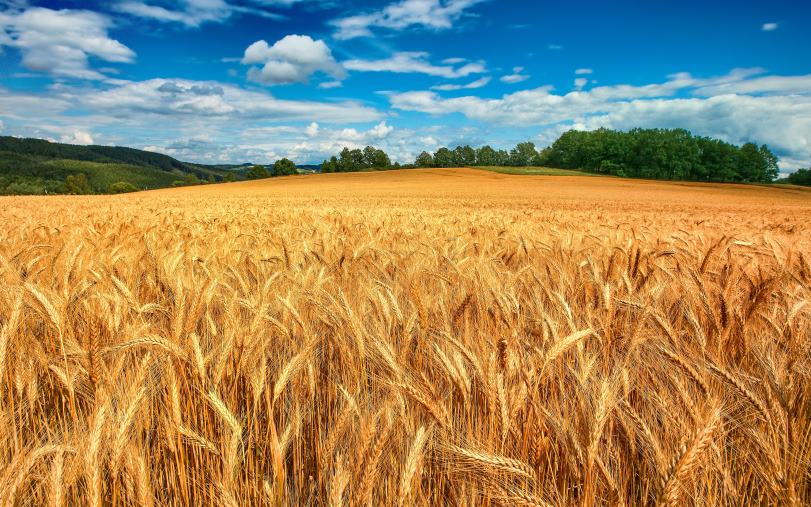 images M5S: Agricoltura, passa la mozione per il comparto cerealicolo