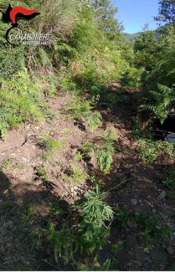 images Droga,  "distrutta" una piantagione in Aspromonte  