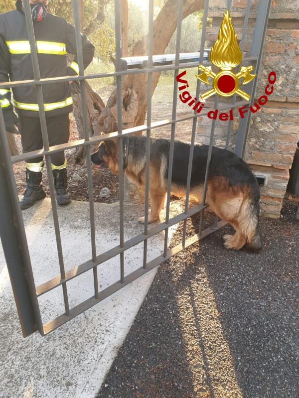 Resta incastrato tra le inferriate di un cancello, i vigili del fuoco salvano un pastore tedesco