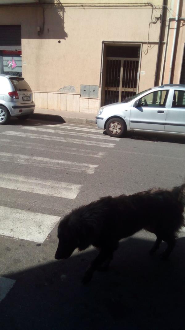 images Escrementi per le strade e cani randagi, un pericolo per i cittadini di Girifalco
