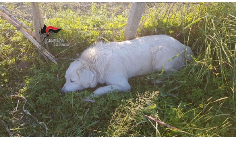 Cane intrappolato nelle trappole per cinghiali, denunciato un agricoltore per bracconaggio