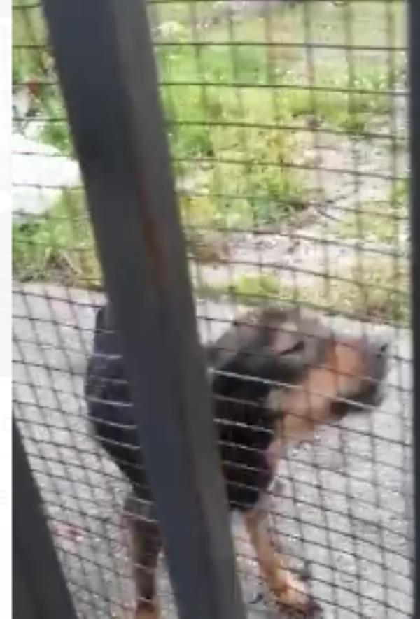 images Cani maltrattati a Catanzaro, avvocatessa li "salva" dopo aver filmato e denunciato il fatto