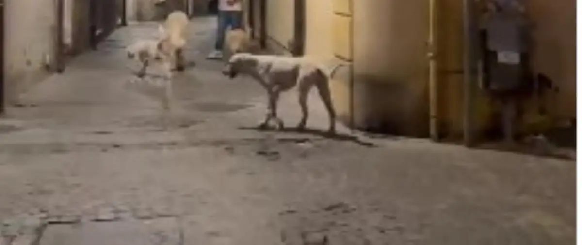 images Catanzaro, paura in centro per un branco di cani randagi: ecco perchè nessuno interviene