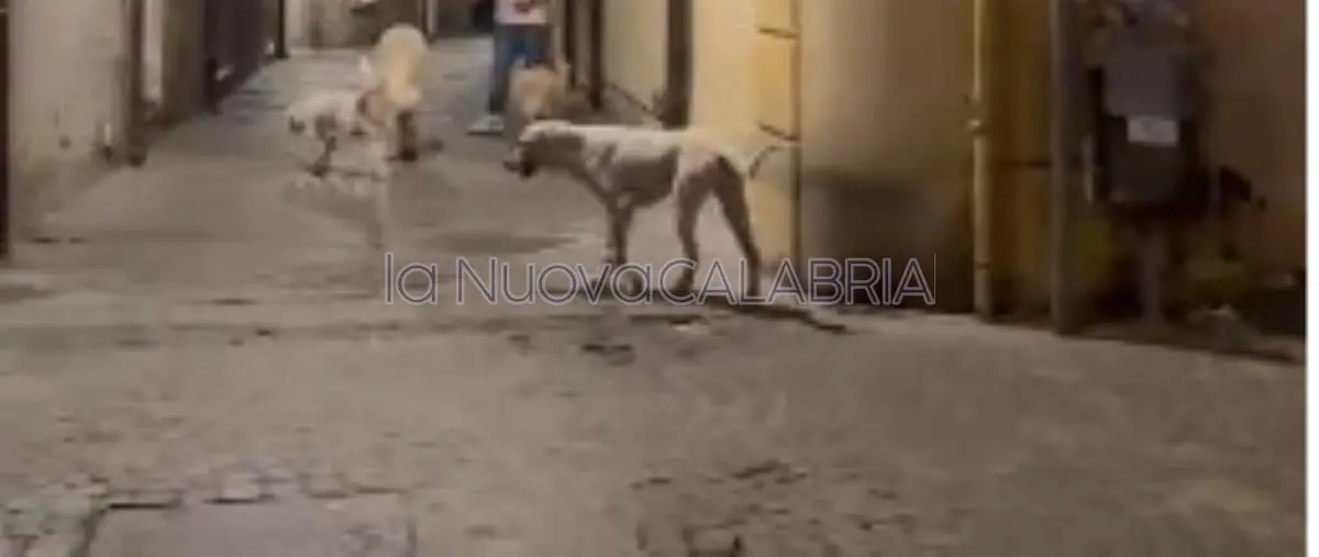Randagismo a Catanzaro, i vigili si dotano di un lettore di microchip per individuare i cani sprovvisti  