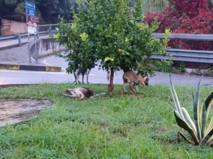 images Presunti avvelenamenti di cani a Falerna, il sindaco: "Fatti denunciati ma episodio isolato"