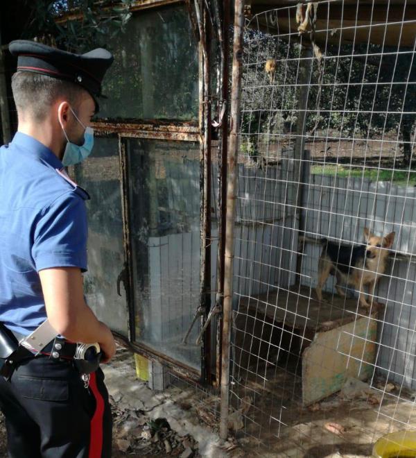 images Sant'Onofrio, 28 cani malnutriti e lasciati nella sporcizia: sequestrata la struttura   