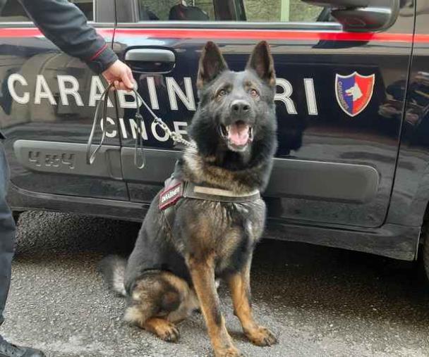 images Catanzaro, in corso controlli dei Carabinieri presso alcuni edifici di Viale Isonzo