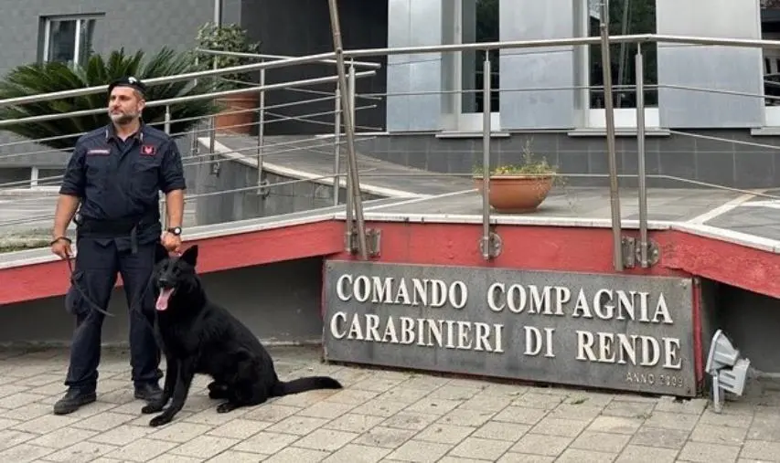 images Dai panetti di lievito a quelli della droga, arrestato un panettiere nel Cosentino