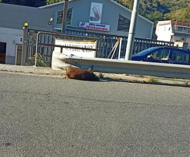 images Catanzaro, carcassa di cinghiale sul ciglio di via Lucrezia della Valle: la denuncia di Cristina Rotundo