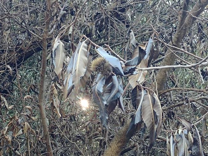 images Incendi, Slow Food Calabria: "Ci sarà da riorganizzare il sistema di protezione del territorio quando sarà tutto finito"