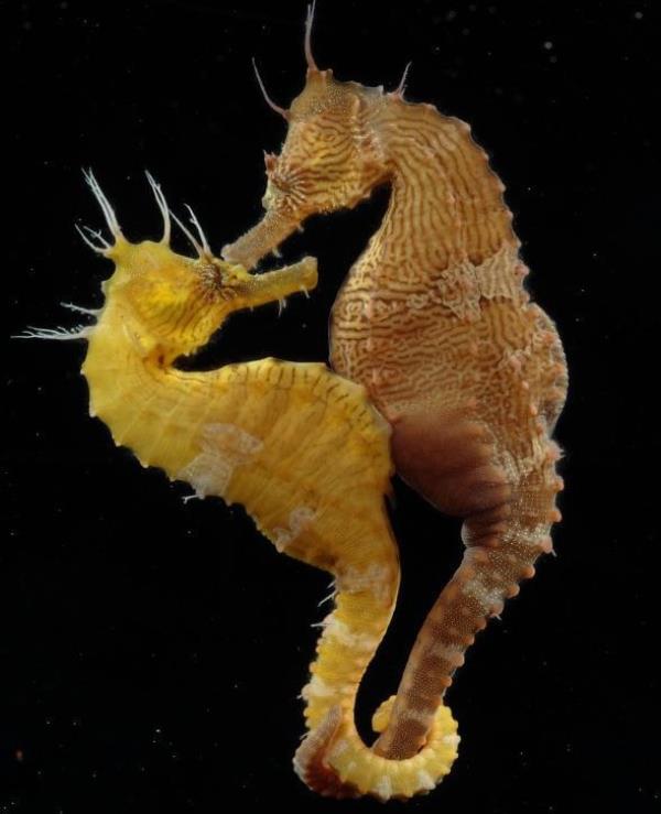 images L'Eden per i cavallucci marini si trova nel mare di Marina di Gioiosa Ionica