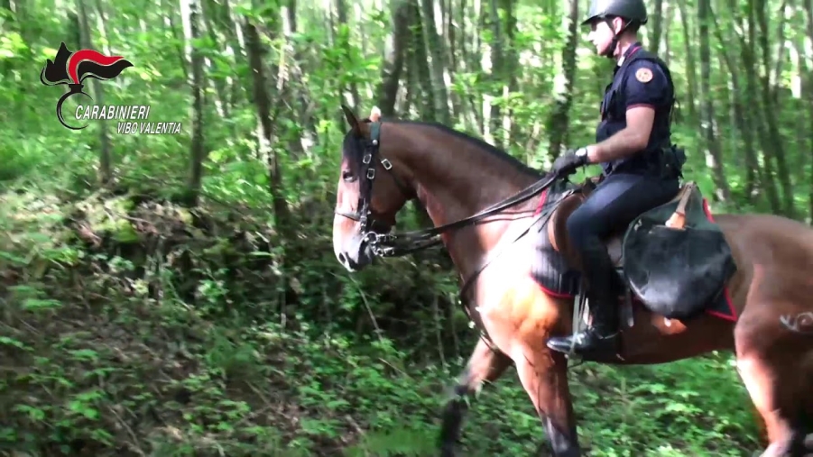 images Carabinieri a cavallo nelle Serre per maggiore sicurezza