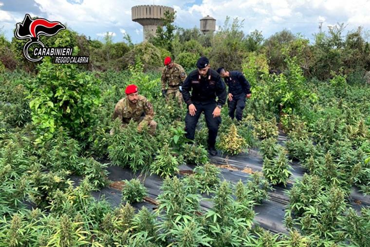 images Rizziconi. Sequestrate 2500 piante di marijuana: 3 arresti  