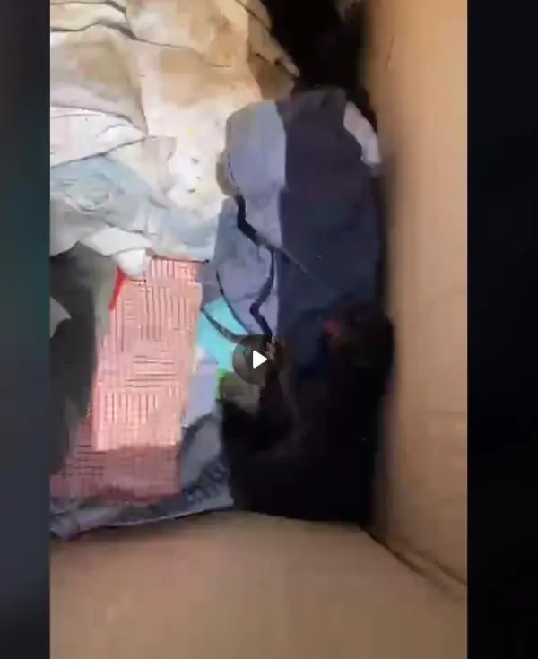 Lamezia Terme, abbandona scatolone con gatti morti e uno in fin di vita: sarà perseguito