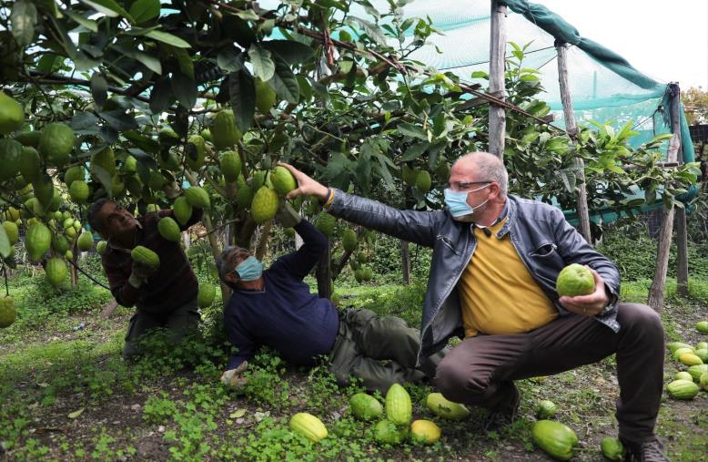 images Angelo Adduci: "Giù le mani dal consorzio del cedro"