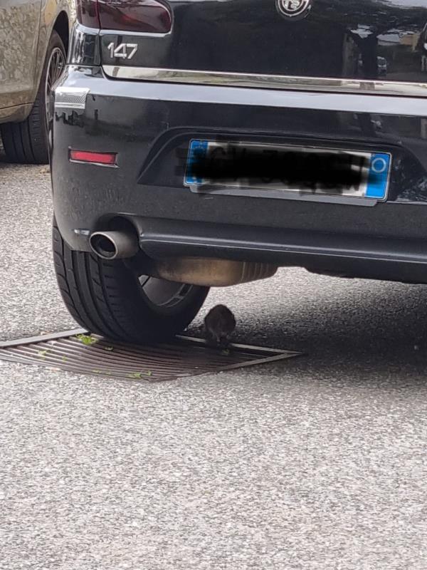 images Catanzaro. Centro sociale Gagliano invaso dai topi, Corsi: "Il Comune solleciti l'Asp ad intervenire"