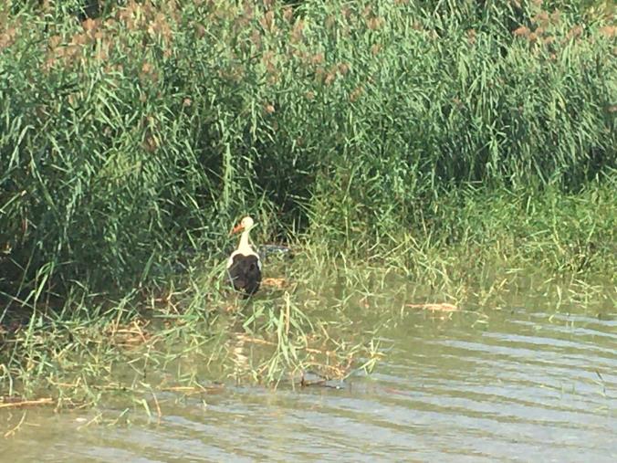 images Sulle ali della libertà: la cicogna curata dal Cras spicca il volo sul fiume di Squillace (VIDEO) 