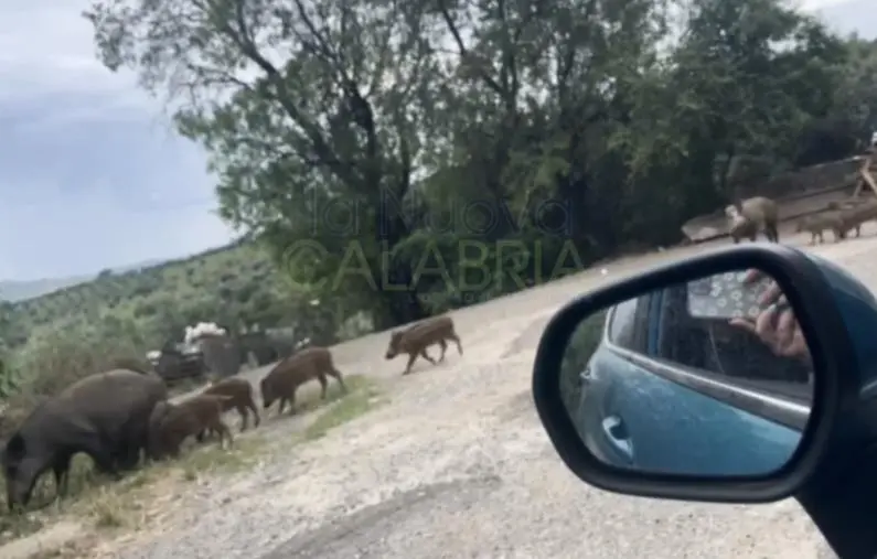 images Simeri, il borgo da 200 abitanti invaso dai cinghiali (VIDEO)