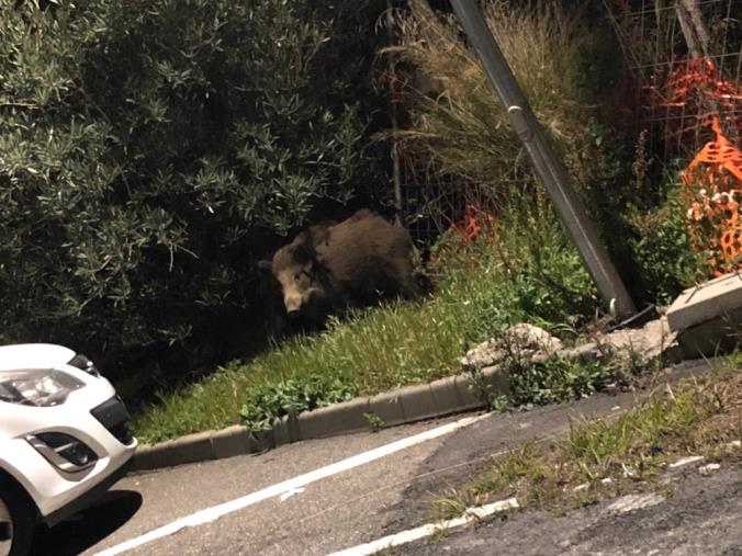 images Catanzaro. L'avanzata dei cinghiali in città e l'offensiva "teorica" delle autorità competenti 