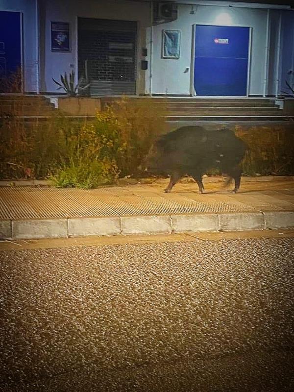 images Emergenza cinghiali a Montepaone, vicino al Centro commerciale aggrediti padrone e cagnolino 