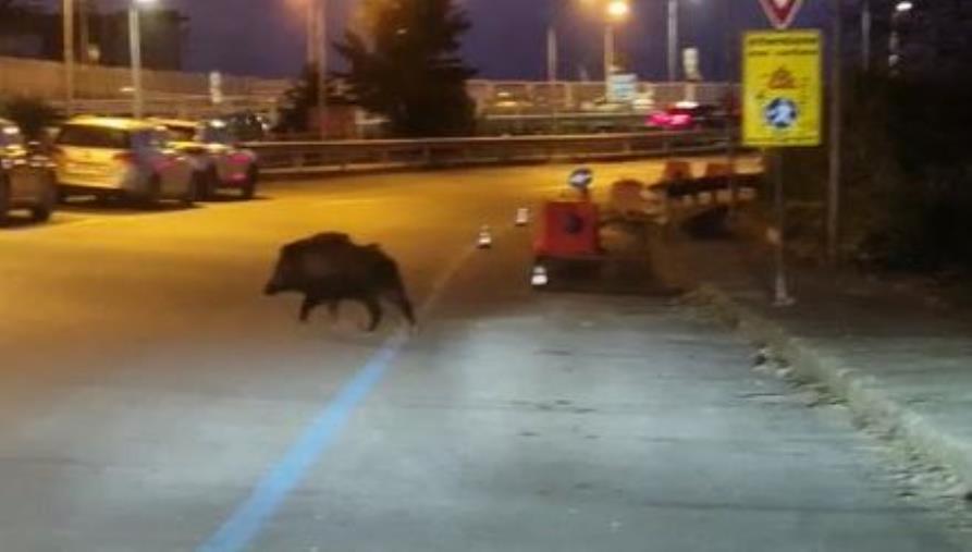 Incidente nel quartiere Aranceto, cinghiale taglia la strada ad automobilista 