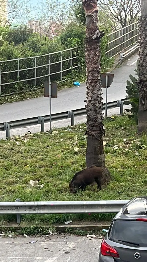 images Catanzaro, sempre più cinghiali a spazzo e nelle aiuole