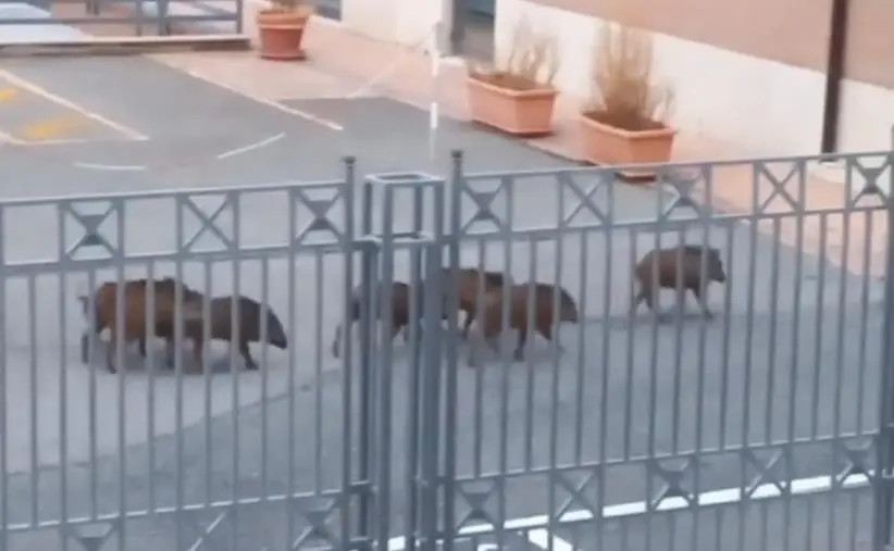 images Catanzaro, branco di cinghiali a spasso nei pressi dell'Agenzia delle Entrate (VIDEO)
