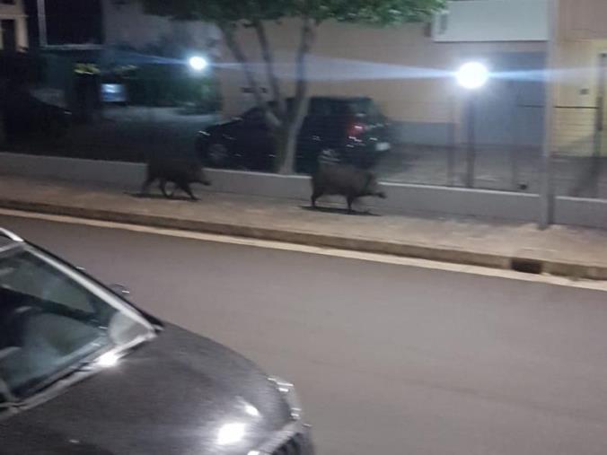 images Abbattuti dai selettori i due cinghiali a spasso per le vie di Montepaone