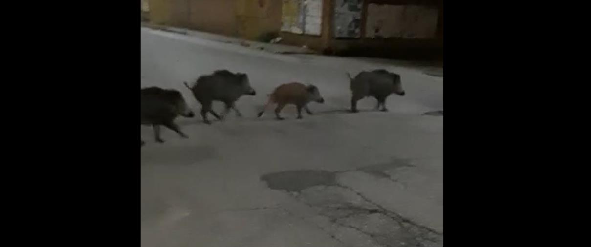 images Cinghiali invadono le strade di Soverato. E' allarme tra i residenti (VIDEO)