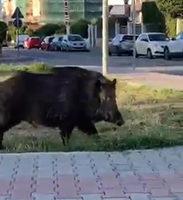 images Paura a Montepaone Lido, un enorme cinghiale si aggira in centro di giorno