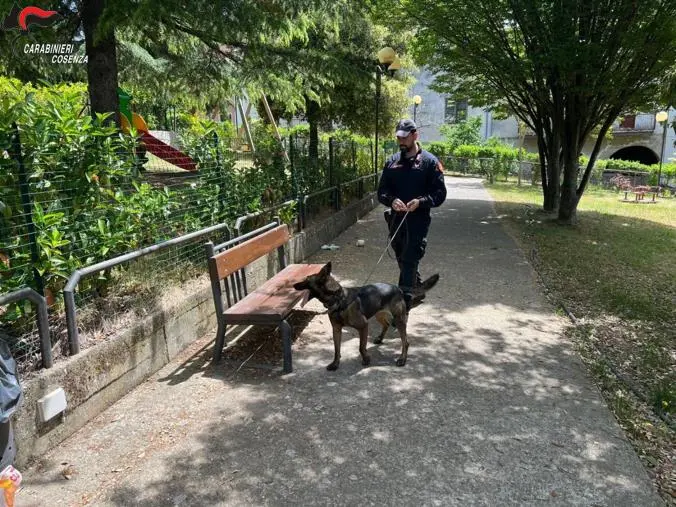 images Dorga, controlli a tappeto dei carabinieri: tre denunciati nel Cosentino 