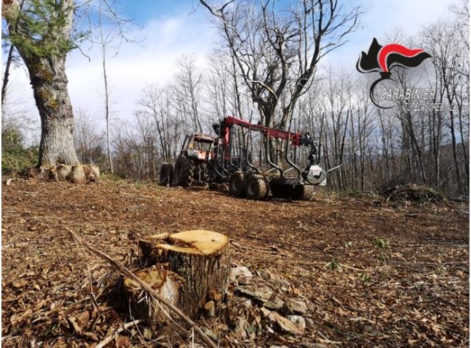 images I Carabinieri forestali di Platania denunciano una ditta boschiva e sequestrano un’area di circa 10mila metri quadrati