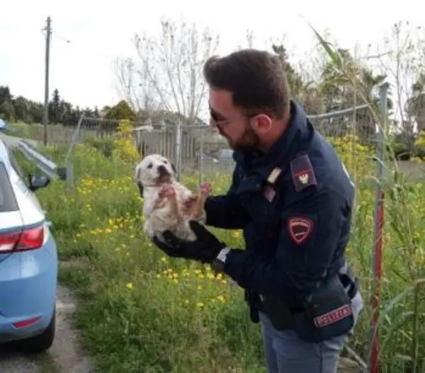 images La polizia salva due cuccioli nel Crotonese 