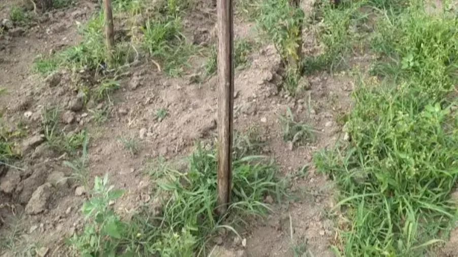 images A Petrona' diversi poderi sono senza acqua e diverse colture si stanno sprecando causa siccità 