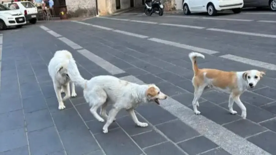 images Fagnano Castello, il Pd chiede interventi urgenti per randagismo e cani abbandonati