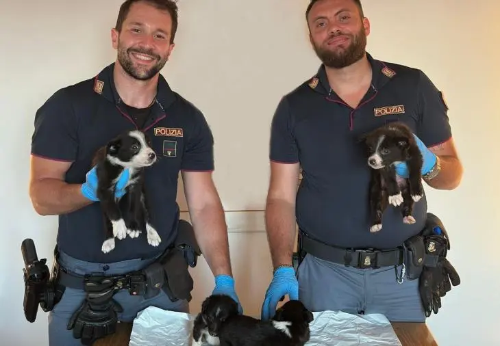 Traffico illecito di cuccioli: denunciati due uomini a Villa San Giovanni
