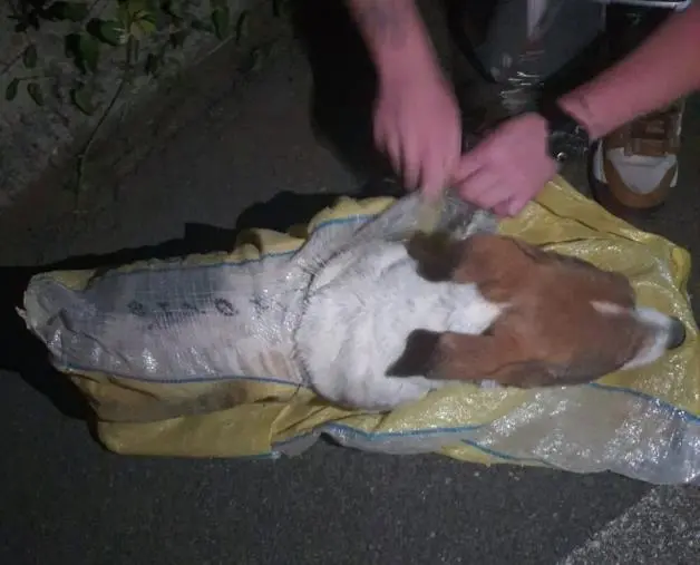 Orrore a Catanzaro, cane sigillato in una busta gettata in strada: è salvo 