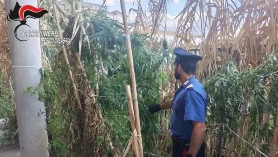 Nascondeva una piantagione di droga con tanto di sistema di irrigazione: un arresto nel Reggino