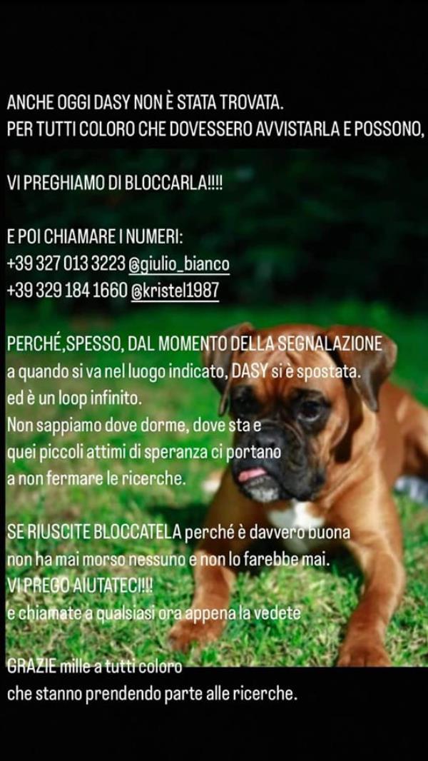 images A Catanzaro ancora nessuna notizia di Daisy, la cagnolina smarrita a Cavita