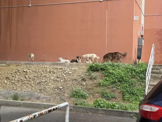 Cosenza, studentessa dell’Unical aggredita da un branco di cani randagi all’uscita della lezione