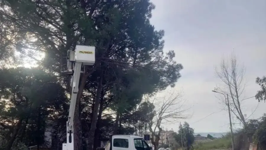 Catanzaro, messa in sicurezza del verde: interventi alla Scuola "Todaro" e alla Pineta di Siano