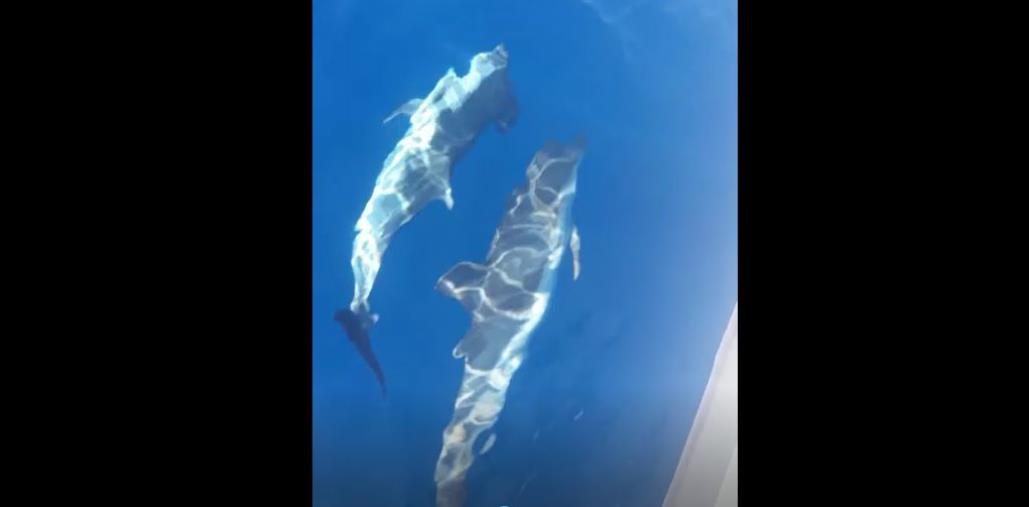 images La risposta a Cruciani? Uno spettacolo di delfini nel mare di Catanzaro (VIDEO)