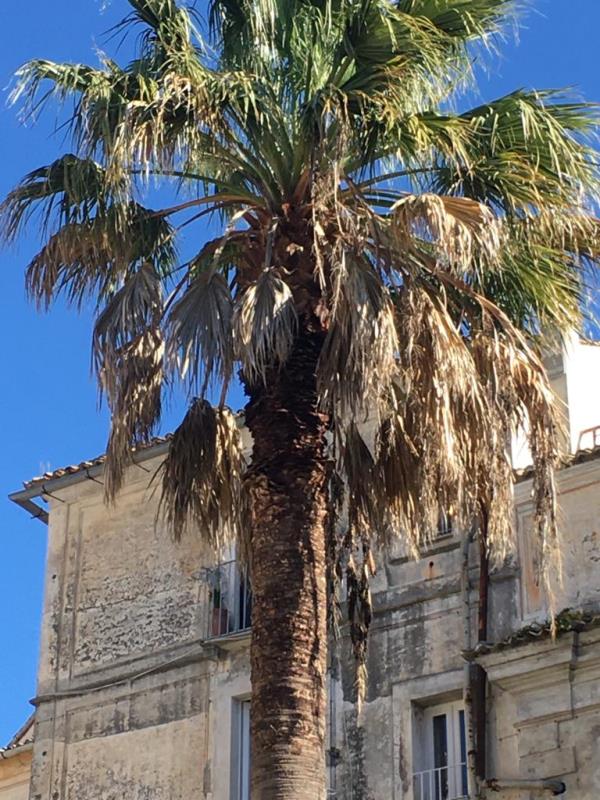 images Il degrado in uno degli angoli più antichi della città che frena il rilancio del centro storico di Catanzaro (FOTO)