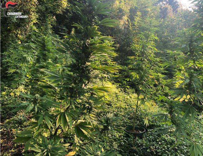 images Scoperto nella piantagione di marijuana: arrestato a Lamezia Terme