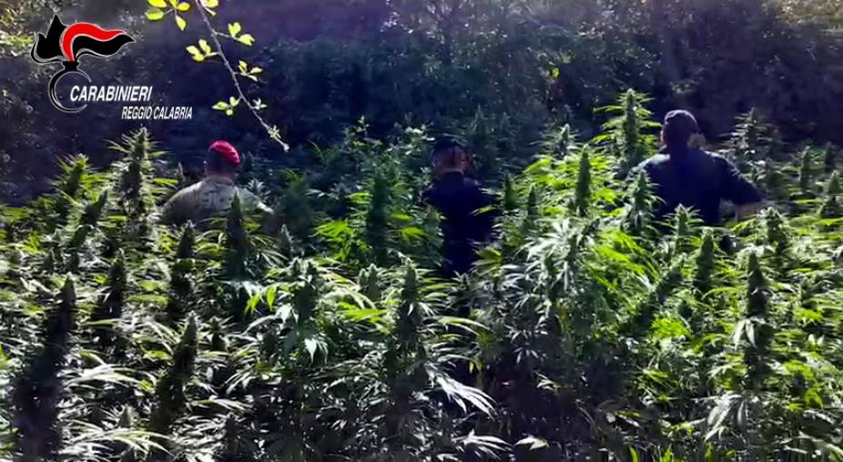 images Piantagione di marijuana scovata nel Parco dell'Aspromonte 