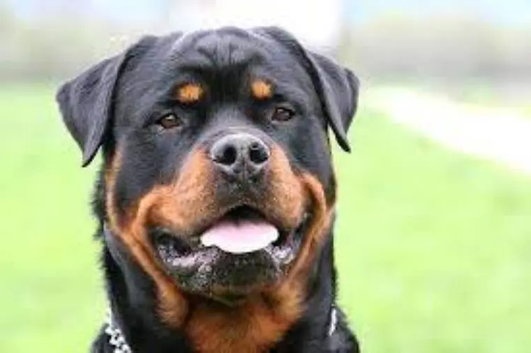 Paura a Crotone, donna aggredita dal suo rottweiler